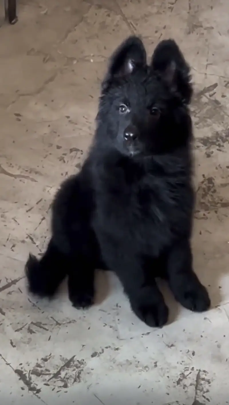 German shepherd long coat puppy — photo 2