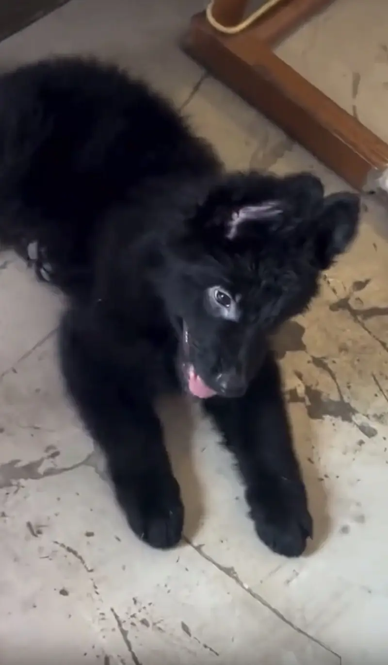 German shepherd long coat puppy — photo 3