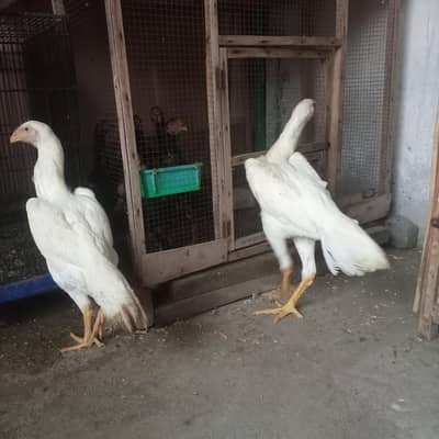 ko shamo female king size