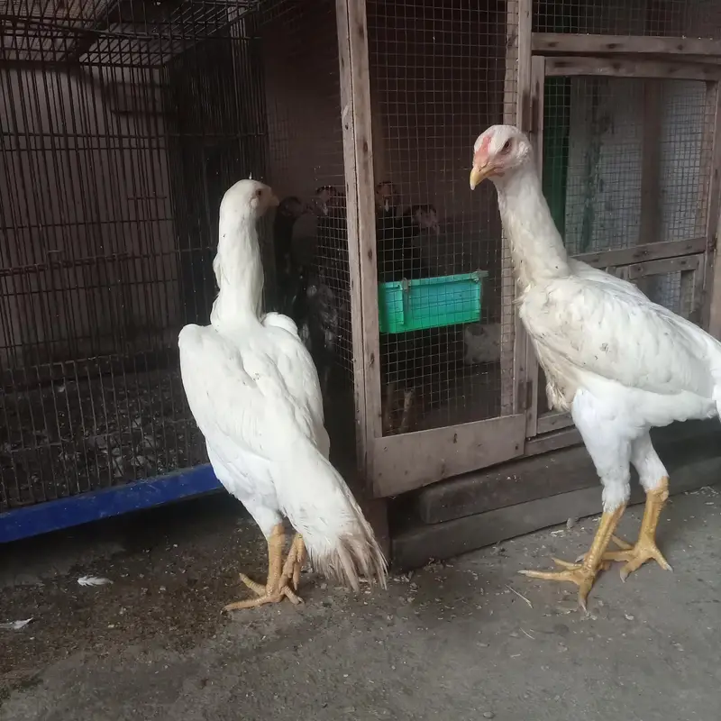 ko shamo female king size — photo 2