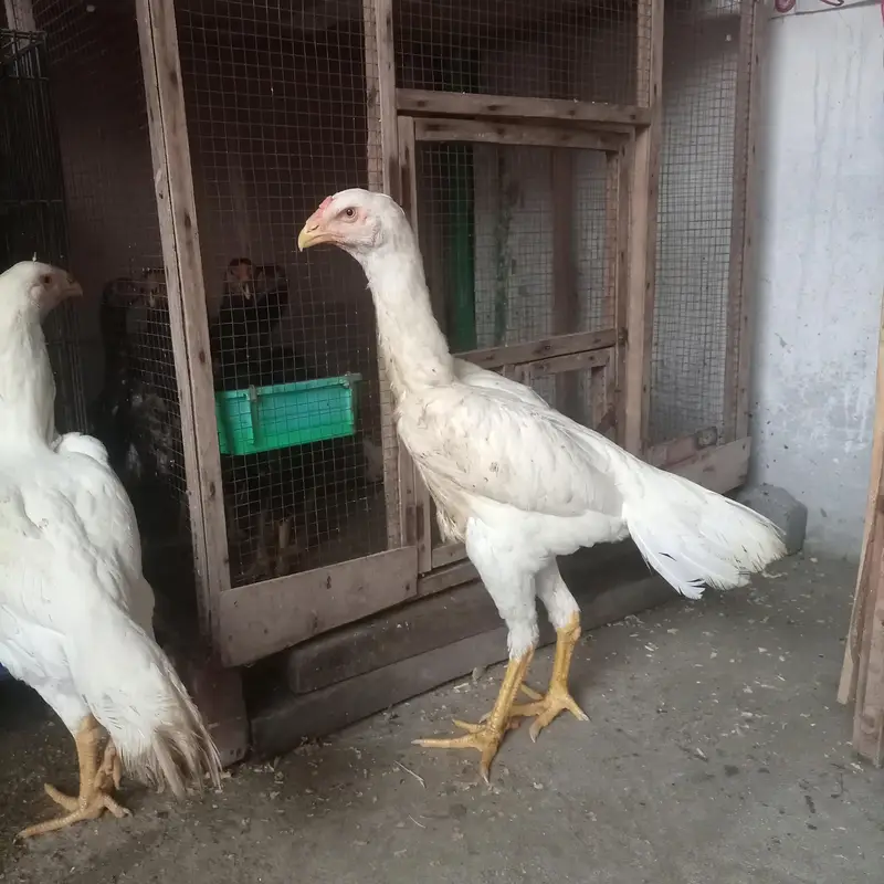 ko shamo female king size — photo 3