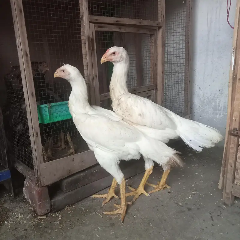 ko shamo female king size — photo 4