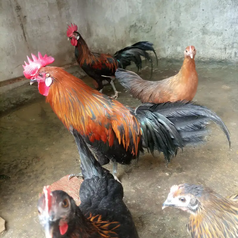 ko shamo female king size — photo 12