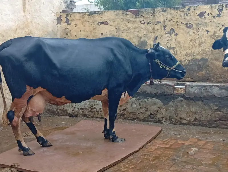 cow for sale — photo 6