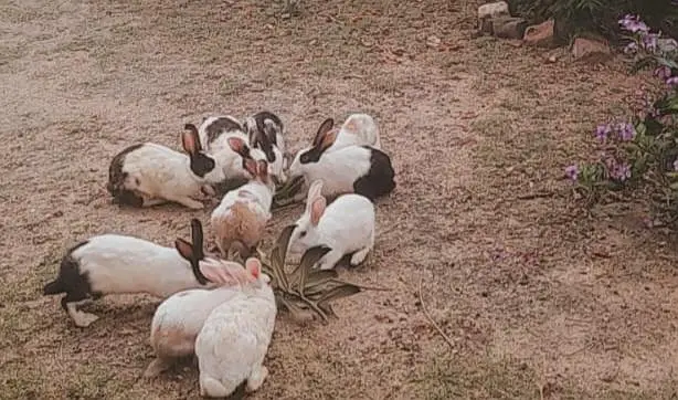 Rabbits for Sale