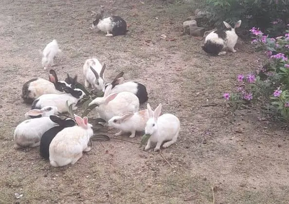 Rabbits for Sale — photo 2