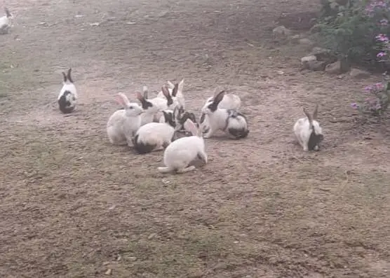 Rabbits for Sale — photo 3