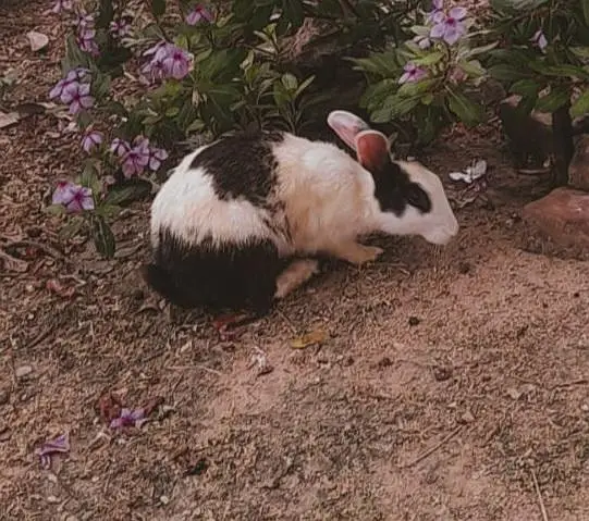 Rabbits for Sale — photo 4