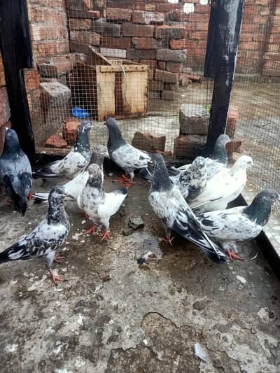other pigeon jodon wale kabootar 12 piece WhatsApp 03106801352
