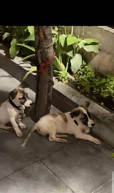 pisti dogs | puppies for sale
