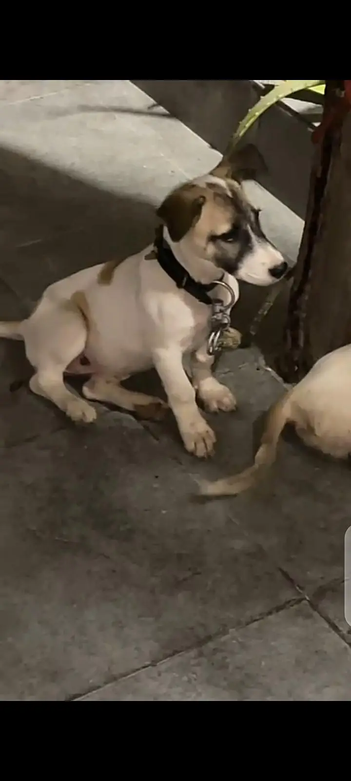 pisti dogs | puppies for sale — photo 2