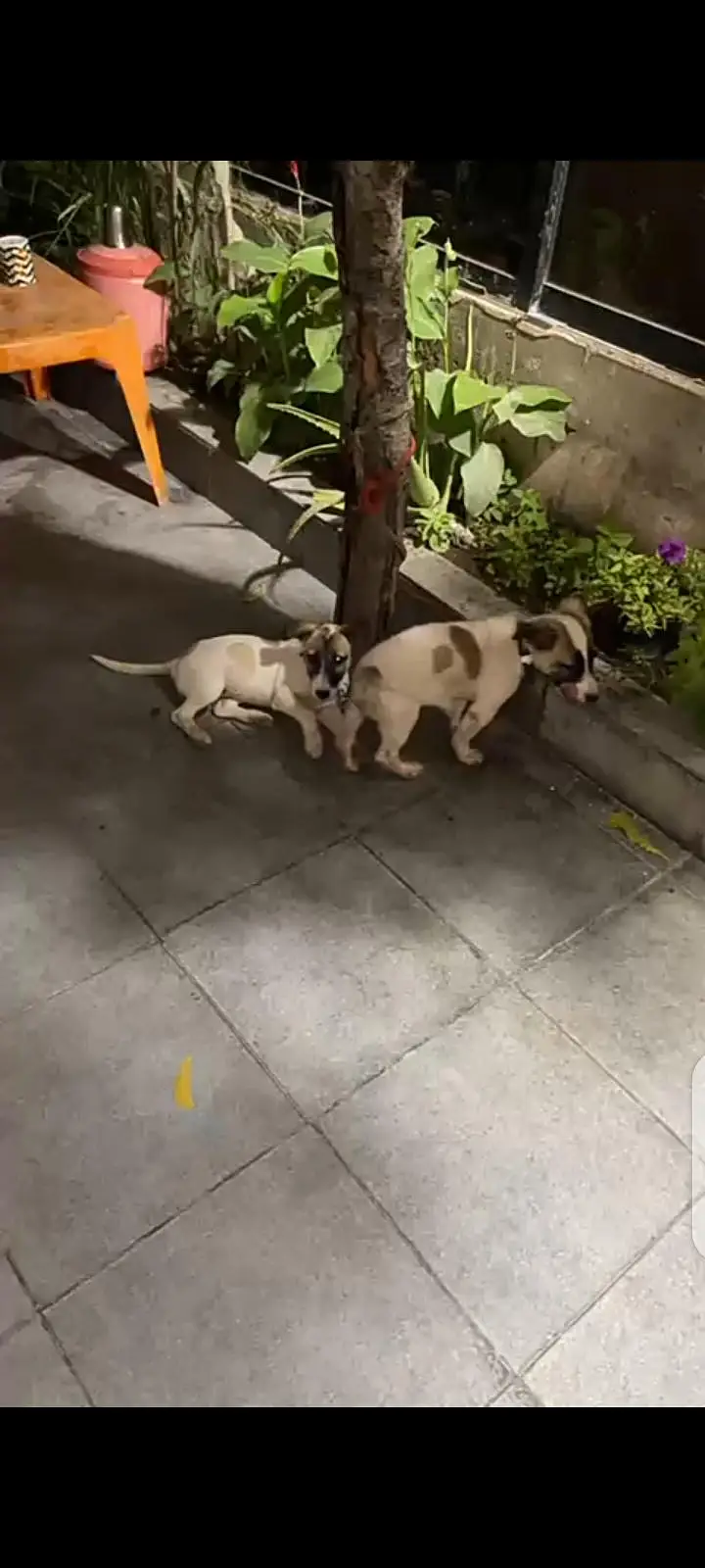 pisti dogs | puppies for sale — photo 3