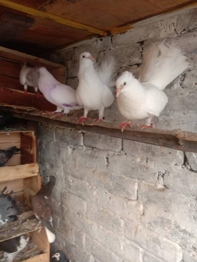 white lacka pair 1
