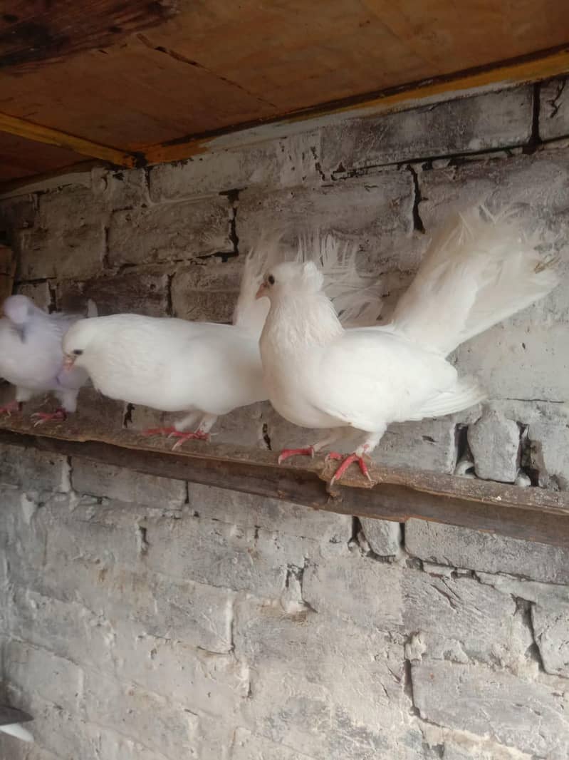 white lacka pair 3