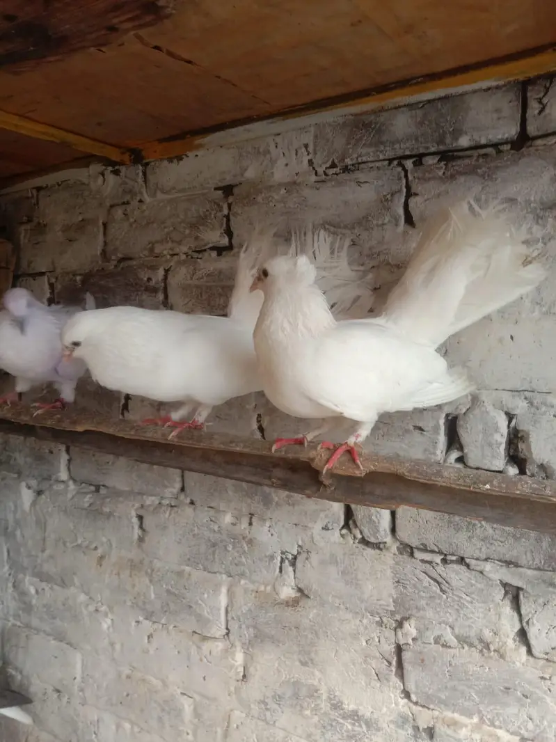 white lacka pair — photo 4