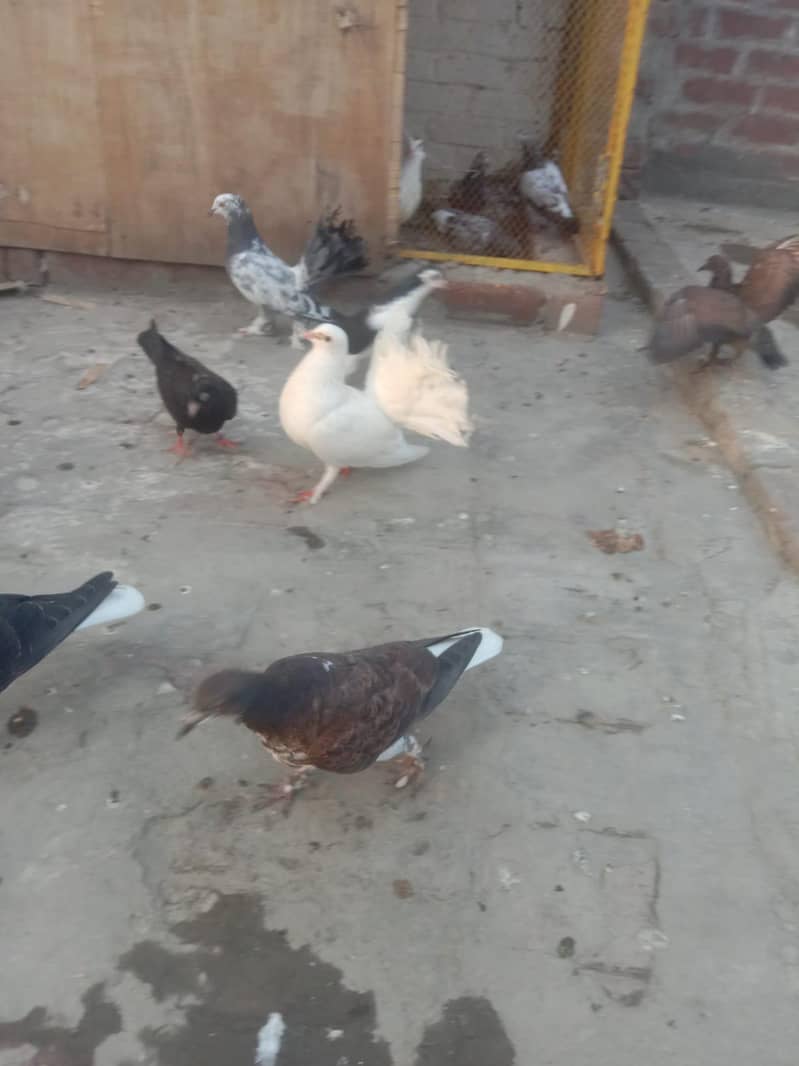 white lacka pair 4