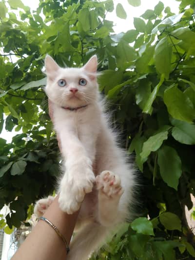 Persian