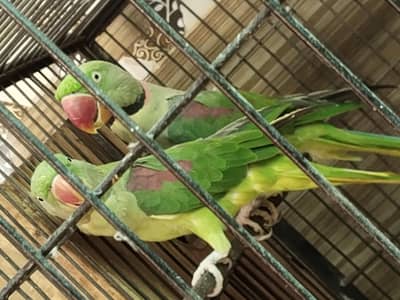 raw parrot pair for sale