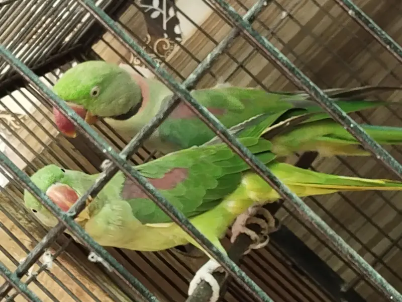 raw parrot pair for sale — photo 2