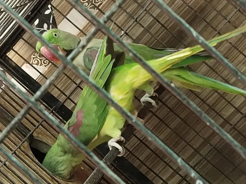 raw parrot pair for sale — photo 3