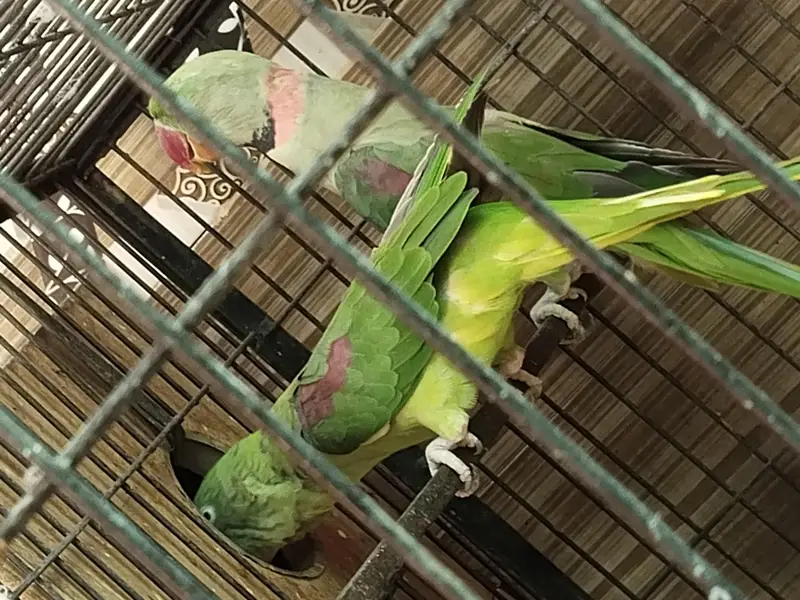 raw parrot pair for sale — photo 4