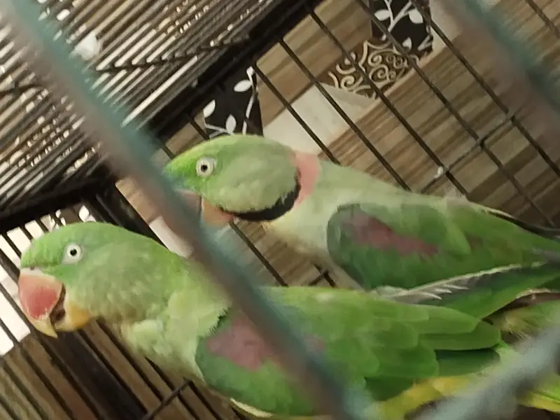 raw parrot pair for sale — photo 5