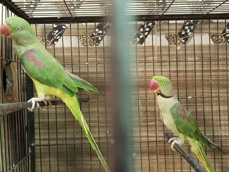 raw parrot pair for sale — photo 6