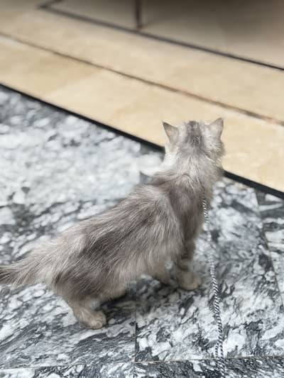 Persian cat