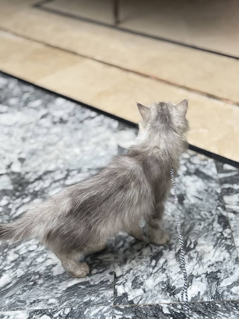 Persian cat 0