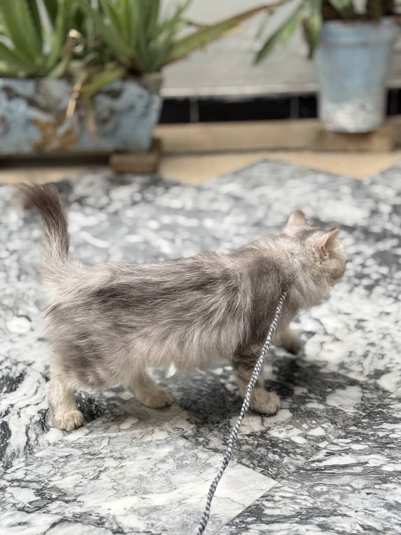 Persian cat 1