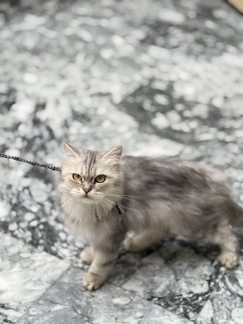 Persian cat 2