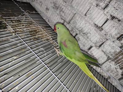 Alexander parrot pair male or female age 1.5year