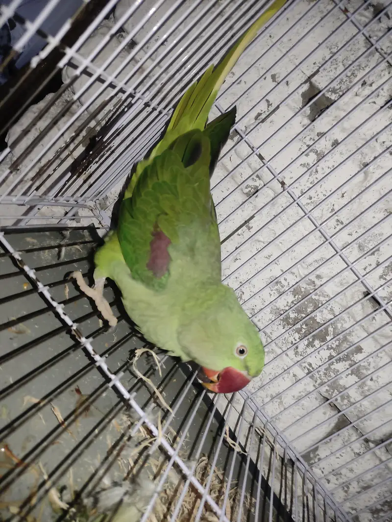 Alexander parrot pair male or female age 1.5year — photo 2