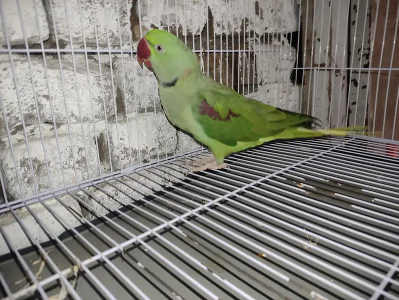 Alexander parrot pair male or female age 1.5year — photo 3
