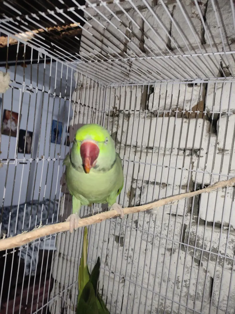 Alexander parrot pair male or female age 1.5year — photo 4