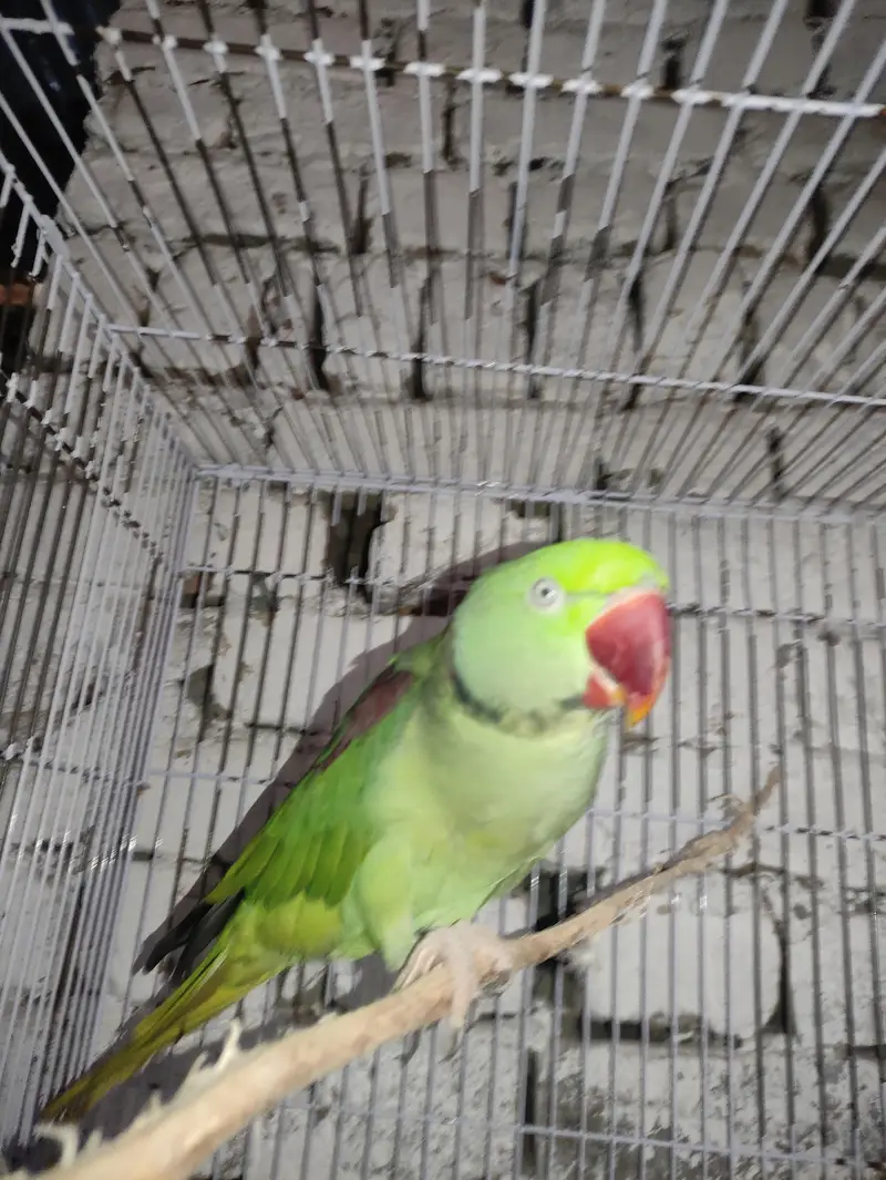 Alexander parrot pair male or female age 1.5year — photo 5