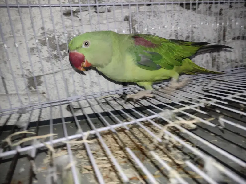 Alexander parrot pair male or female age 1.5year — photo 6