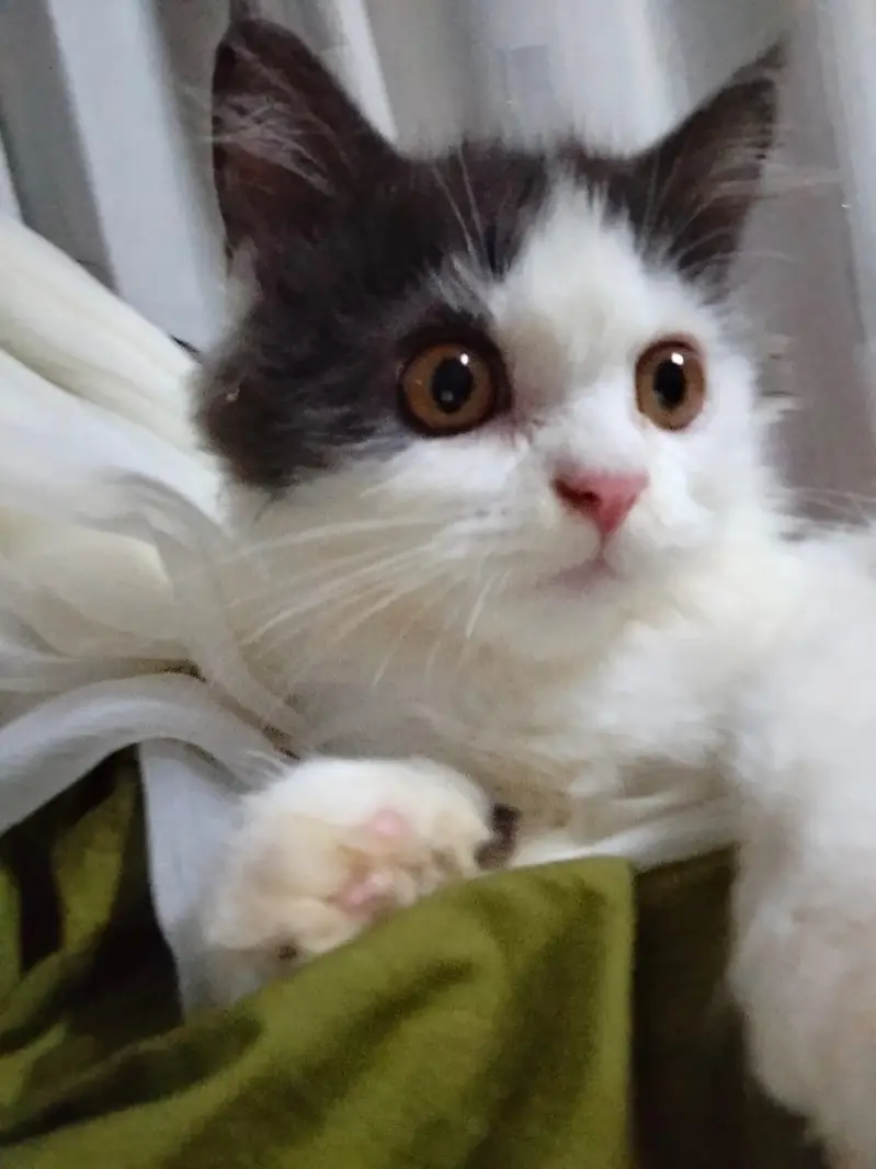 Ozlo pet — photo 2