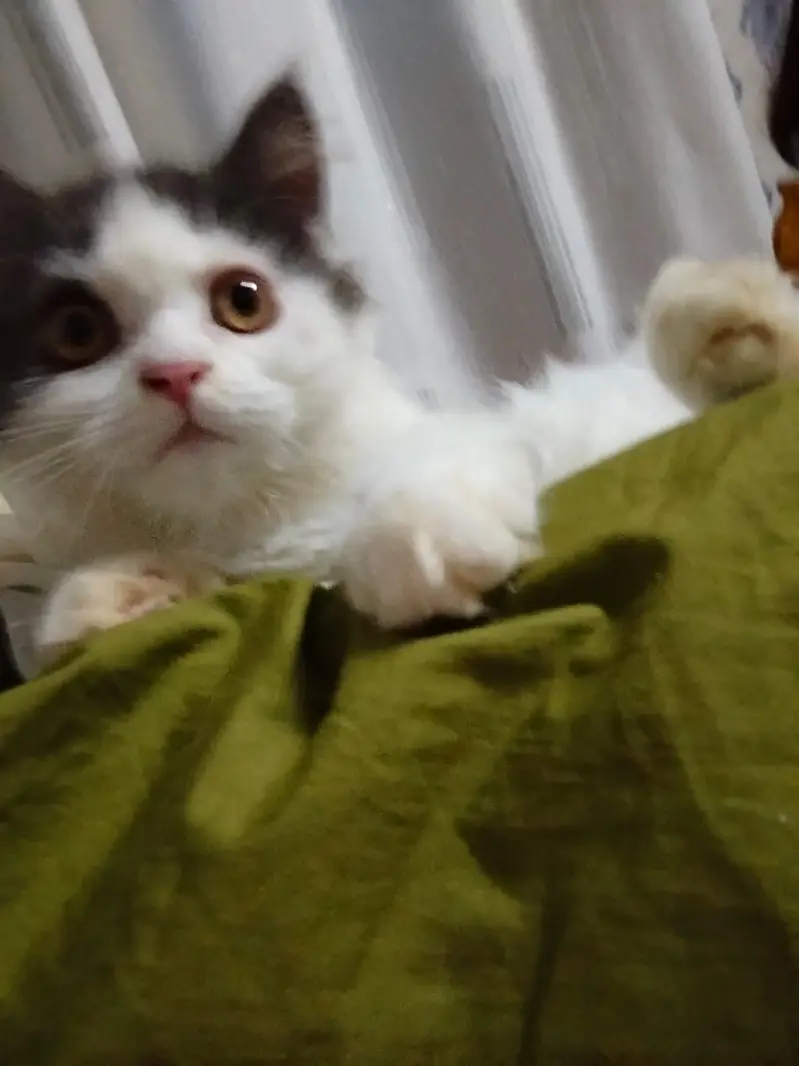 Ozlo pet — photo 4