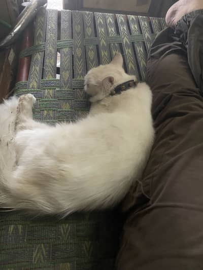Male cat Full trained