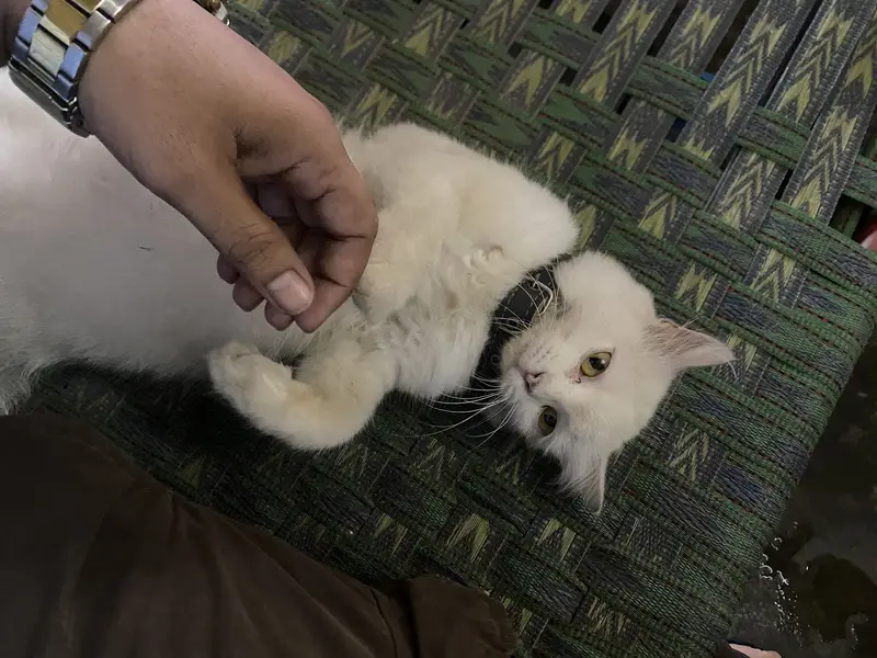 Male cat Full trained — photo 2