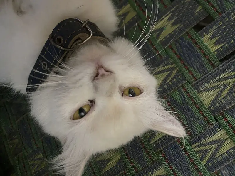 Male cat Full trained — photo 3