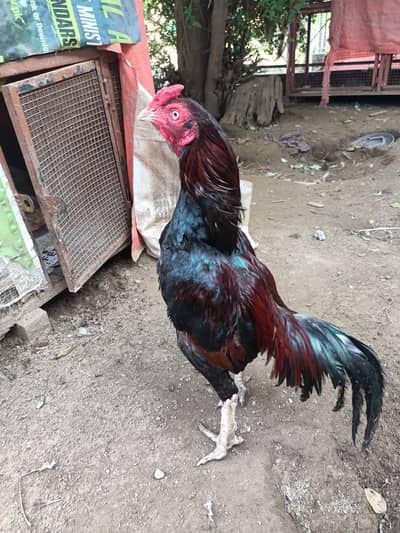 Best quality aseel available for sale