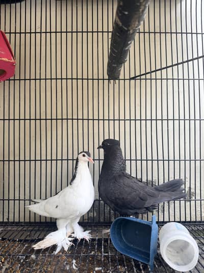 Pigeon with cage