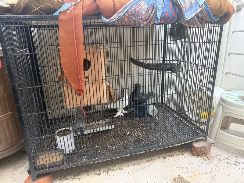 Pigeon with cage — photo 2