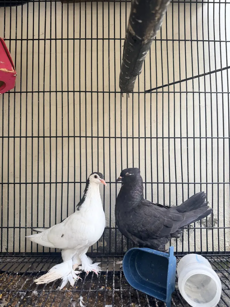 Pigeon with cage — photo 3