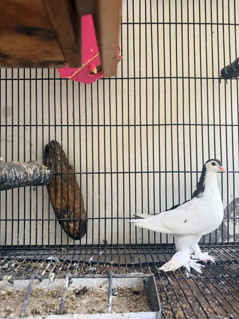 Pigeon with cage — photo 4