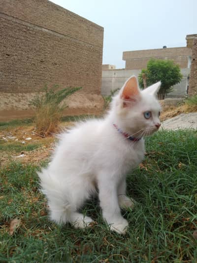 Persian