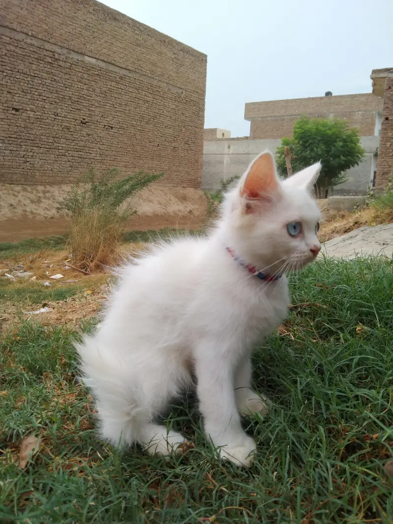 Persian — photo 3