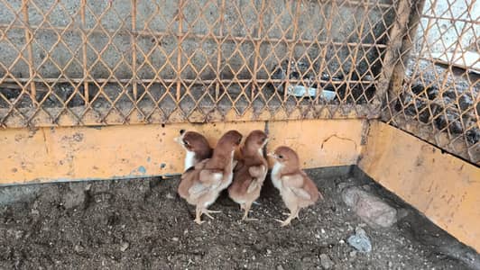4 Aseel Chicks